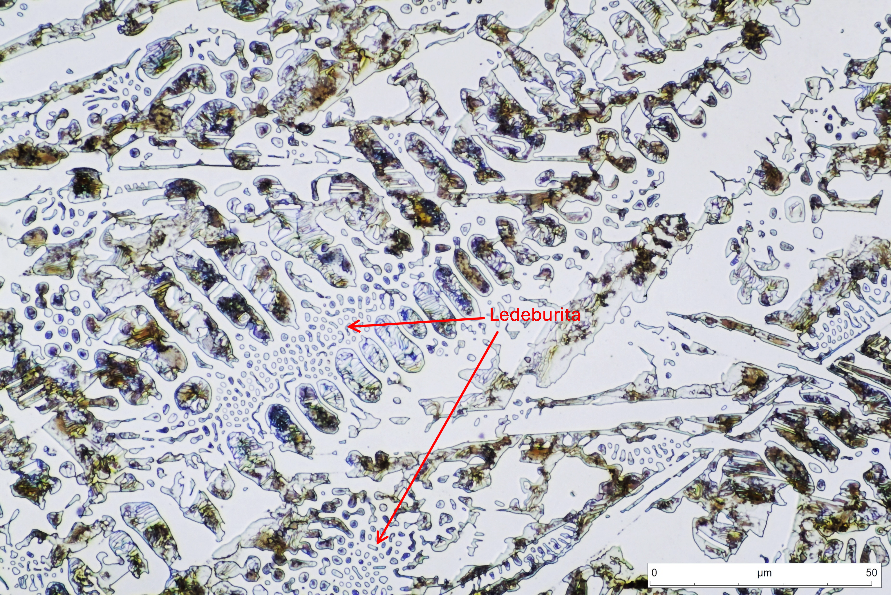 Detalle de la micrografía anterior. Se aprecian brazos dendríticos de perlita laminar (oscura) con cementita (blanca) y ledeburita interdendríticas. Al ser la matriz la cementita, dura y frágil, la fundición se comportará de la misma manera.